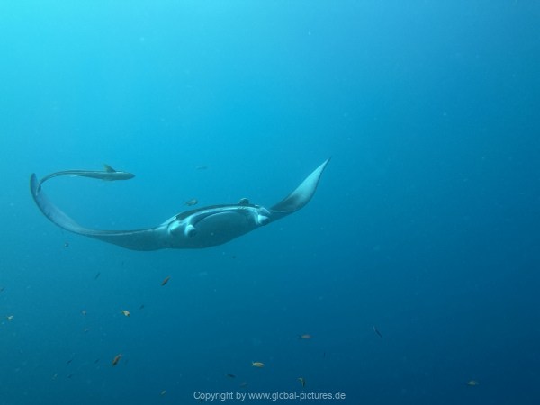 Malediven-Tour-02-2026-mit-MY-Amba-039