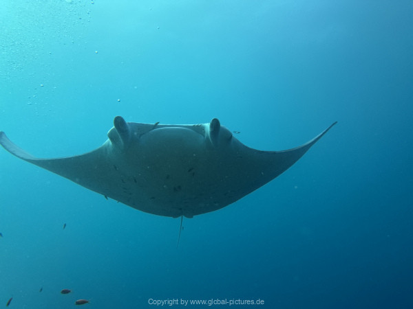 Malediven-Tour-02-2026-mit-MY-Amba-040