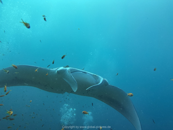 Malediven-Tour-02-2026-mit-MY-Amba-042