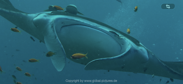 Malediven-Tour-02-2026-mit-MY-Amba-047