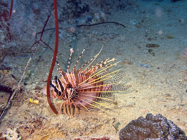 Malediven-Tour-02-2026-mit-MY-Amba-052