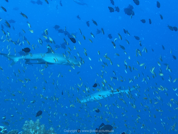 Malediven-Tour-02-2026-mit-MY-Amba-056