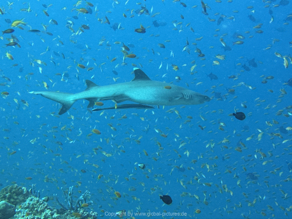 Malediven-Tour-02-2026-mit-MY-Amba-057