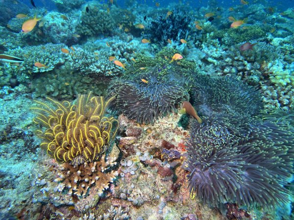 Malediven-Tour-02-2026-mit-MY-Amba-058