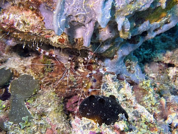 Malediven-Tour-02-2026-mit-MY-Amba-059