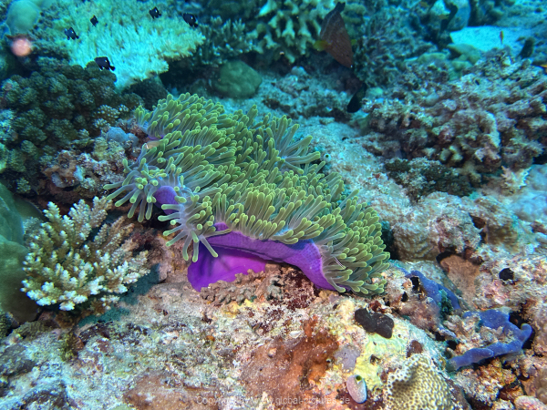 Malediven-Tour-02-2026-mit-MY-Amba-060