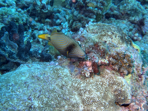 Malediven-Tour-02-2026-mit-MY-Amba-061