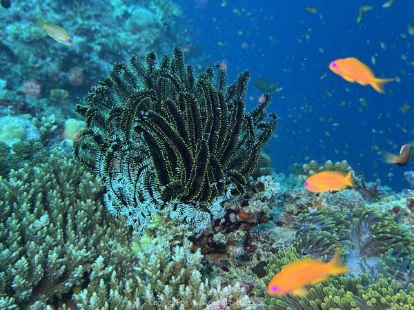 Malediven-Tour-02-2026-mit-MY-Amba-062