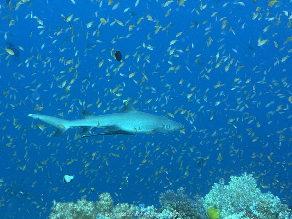 Malediven-Tour-02-2026-mit-MY-Amba-063