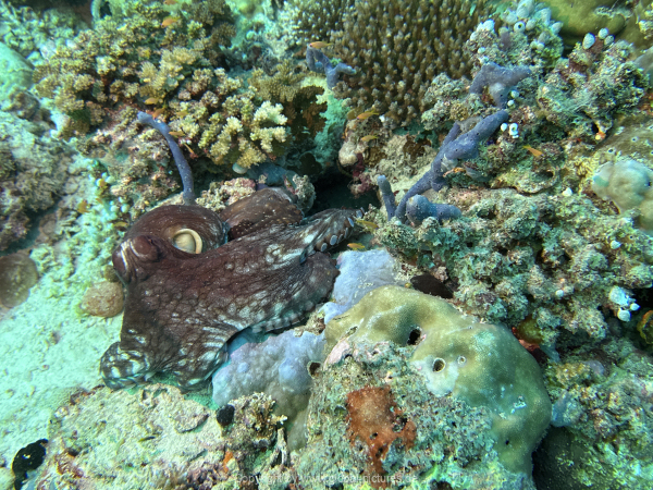 Malediven-Tour-02-2026-mit-MY-Amba-064