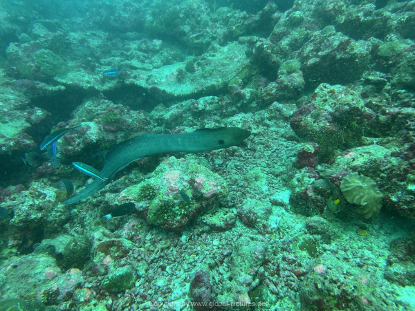 Malediven-Tour-02-2026-mit-MY-Amba-069