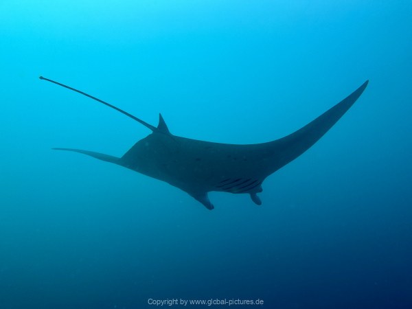 Malediven-Tour-02-2026-mit-MY-Amba-073