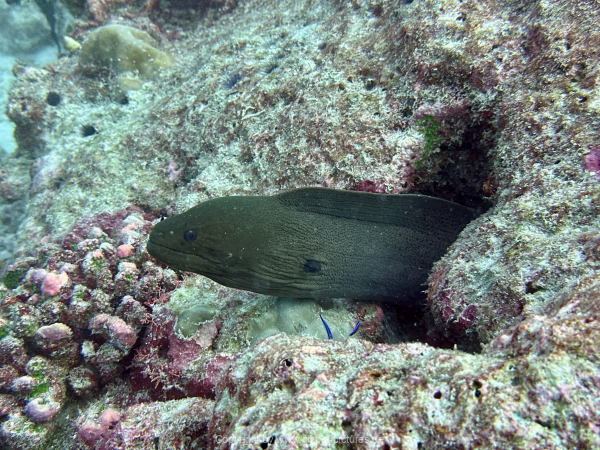 Malediven-Tour-02-2026-mit-MY-Amba-076