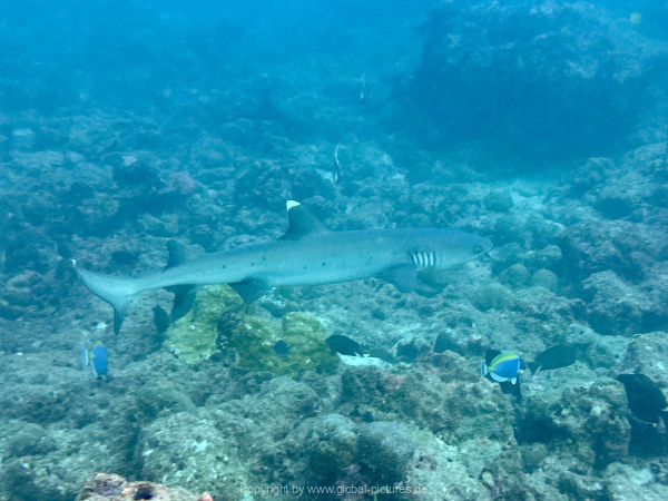 Malediven-Tour-02-2026-mit-MY-Amba-078