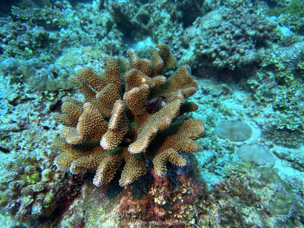 Malediven-Tour-02-2026-mit-MY-Amba-084