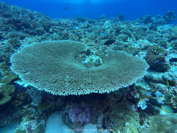 Malediven-Tour-02-2026-mit-MY-Amba-085