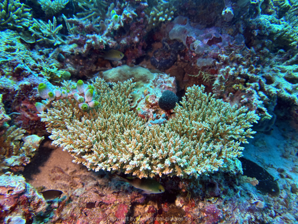 Malediven-Tour-02-2026-mit-MY-Amba-087