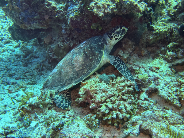 Malediven-Tour-02-2026-mit-MY-Amba-088