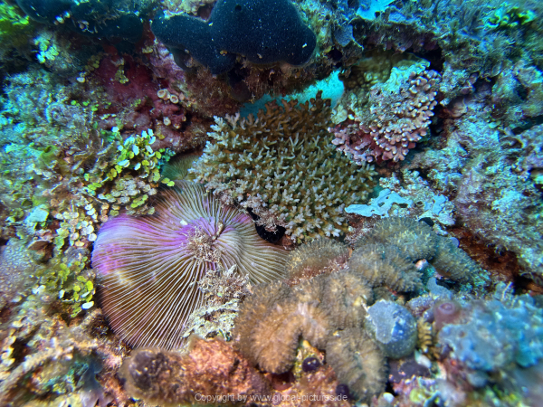 Malediven-Tour-02-2026-mit-MY-Amba-090