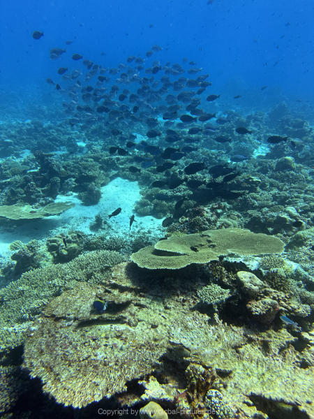 Malediven-Tour-02-2026-mit-MY-Amba-094