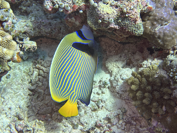 Malediven-Tour-02-2026-mit-MY-Amba-095