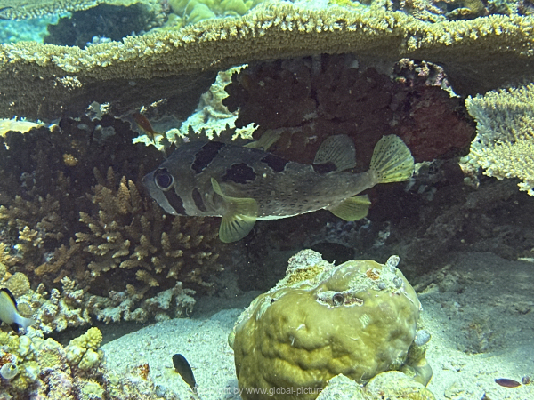 Malediven-Tour-02-2026-mit-MY-Amba-096