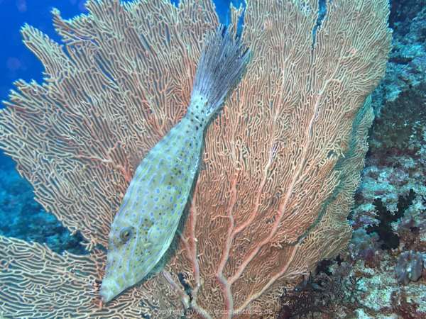 Malediven-Tour-02-2026-mit-MY-Amba-102