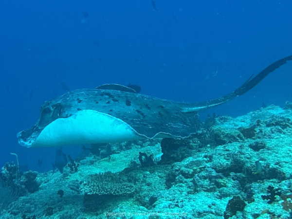 Malediven-Tour-02-2026-mit-MY-Amba-103