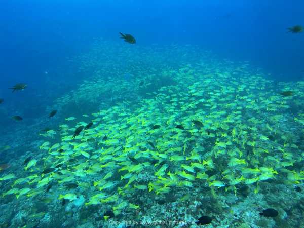 Malediven-Tour-02-2026-mit-MY-Amba-105