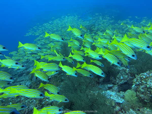 Malediven-Tour-02-2026-mit-MY-Amba-106