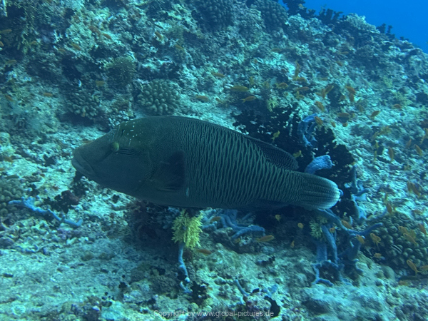 Malediven-Tour-02-2026-mit-MY-Amba-109